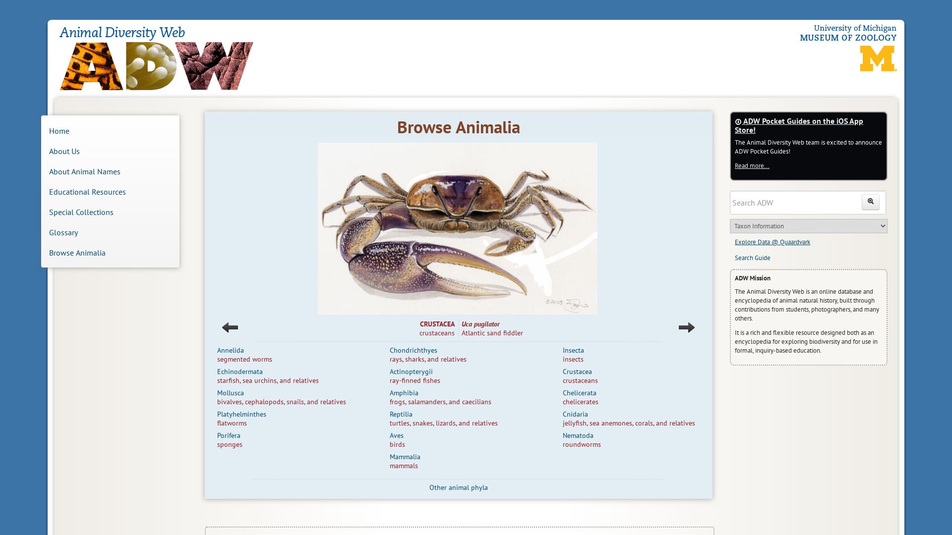 Status do site animaldiversity.org está   ONLINE